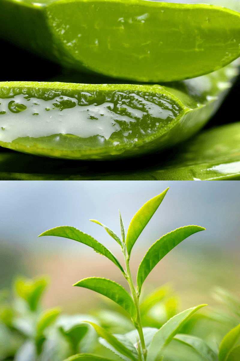  monsoon skincare routine. Aloe vera and green tea gel for soothing and hydrating skin during monsoon | skincaresolutions.in