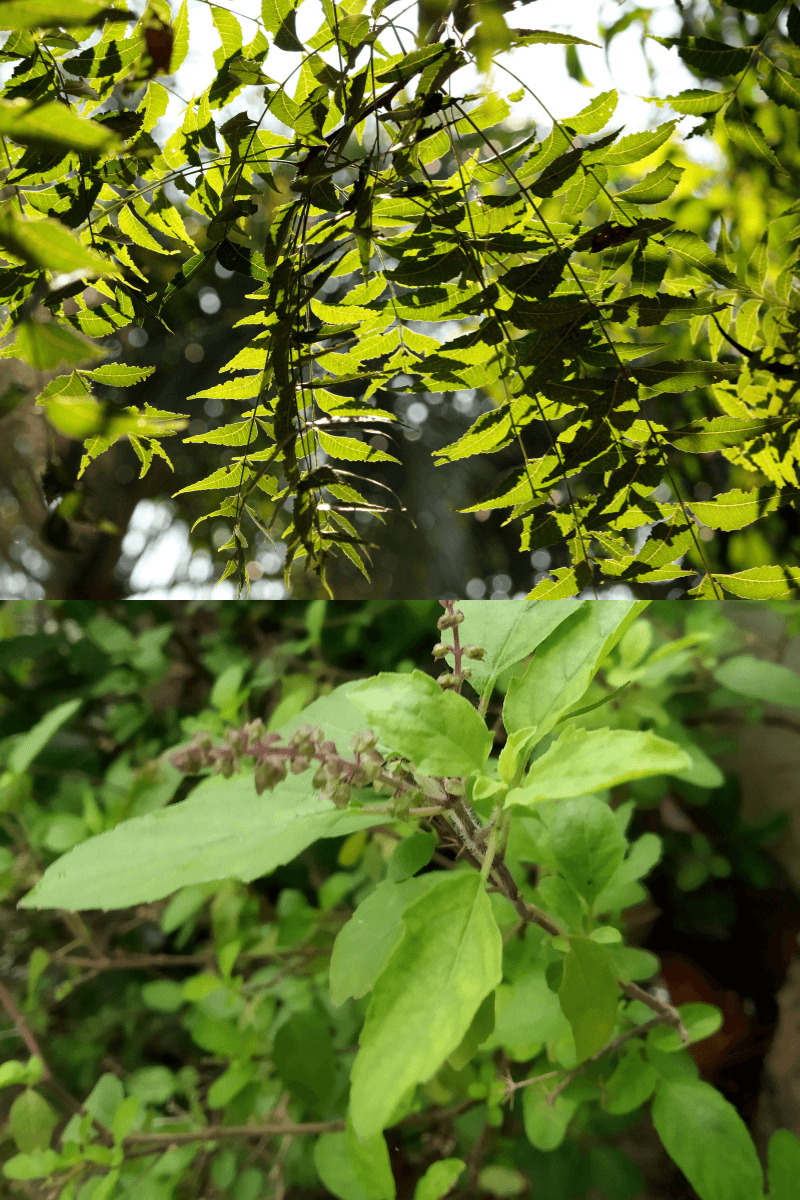 5 monsoon skincare routine DIY. Natural face cleanser with neem and tulsi to treat acne and breakouts | skincaresolutions.in