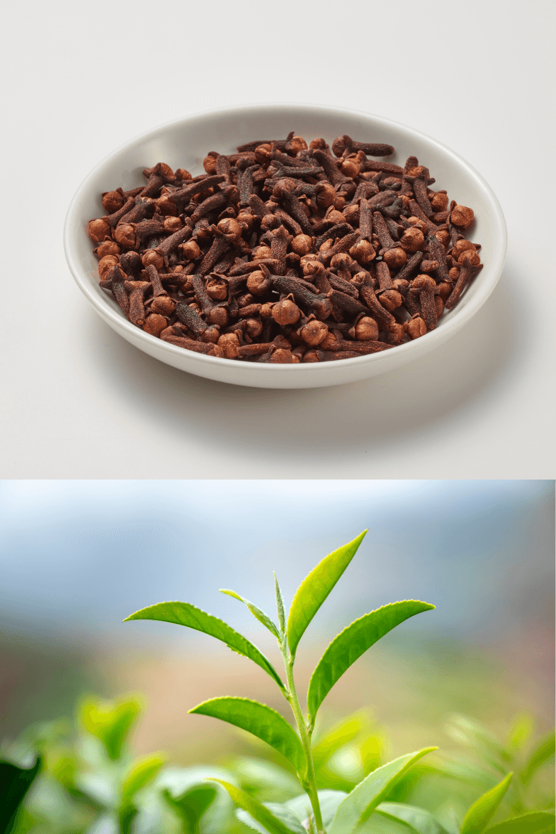 DIY natural spot treatment using clove and tea tree oil for pimples | skincaresolutions.in